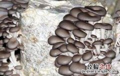 平菇种植常见误区 平菇种植常见误区是什么
