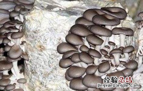 平菇种植常见误区 平菇种植常见误区是什么