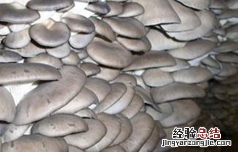 平菇发菌期的管理技术 冬天平菇发菌期管理