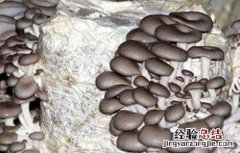 平菇发菌期的管理技术 冬天平菇发菌期管理