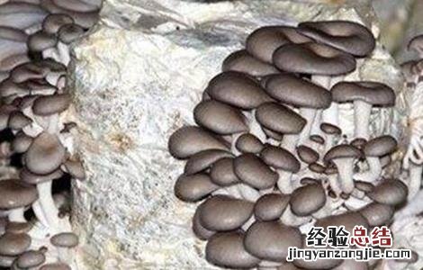 平菇发菌期的管理技术 冬天平菇发菌期管理