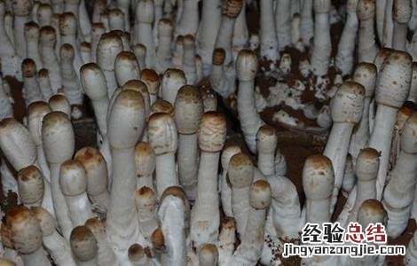 鸡腿菇出菇后怎样管理 鸡腿菇出菇后怎样管理好