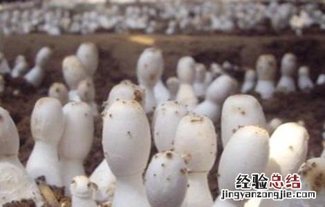 鸡腿菇出菇后怎样管理 鸡腿菇出菇后怎样管理好
