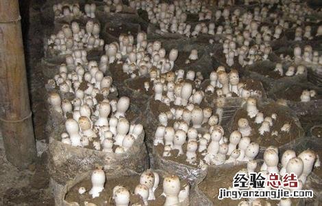 鸡腿菇出菇后怎样管理 鸡腿菇出菇后怎样管理好