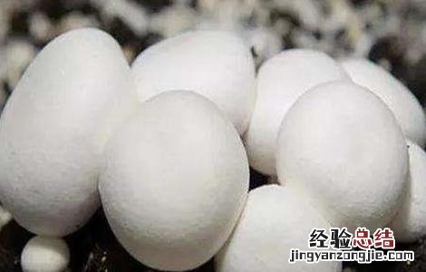 双孢菇春菇如何管理 双孢菇冬季管理技术