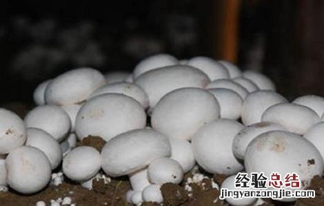 双孢菇春菇如何管理 双孢菇冬季管理技术