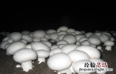 双孢菇春菇如何管理 双孢菇冬季管理技术