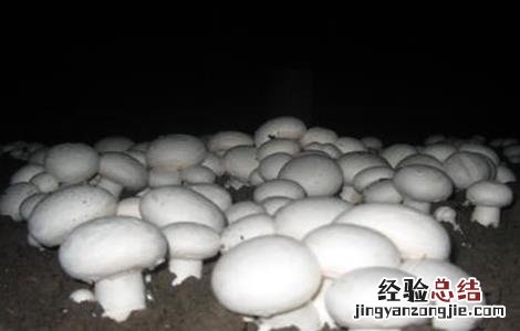 双孢菇春菇如何管理 双孢菇冬季管理技术