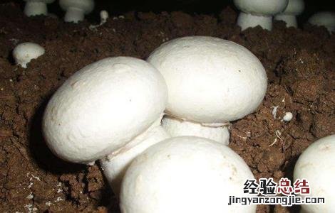 双孢菇春菇如何管理 双孢菇冬季管理技术