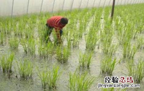 冷水茭白的栽培技术 冷水茭白的栽培技术和管理