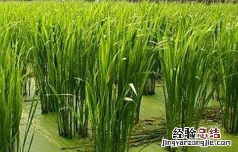 冷水茭白的栽培技术 冷水茭白的栽培技术和管理