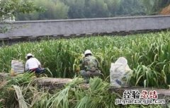 冷水茭白的栽培技术 冷水茭白的栽培技术和管理