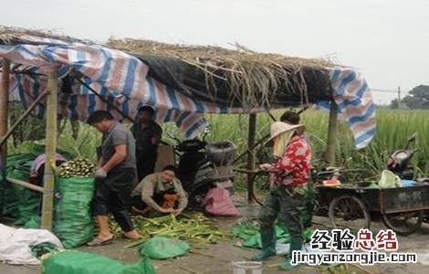 冷水茭白的栽培技术 冷水茭白的栽培技术和管理