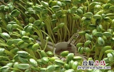 豆芽种植注意事项 种植豆芽的注意事项