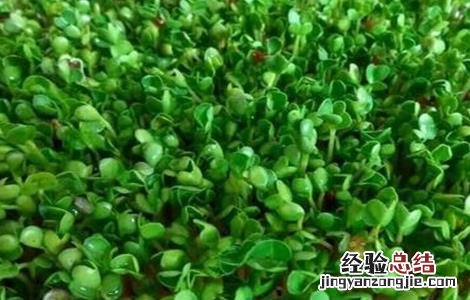 豆芽种植注意事项 种植豆芽的注意事项
