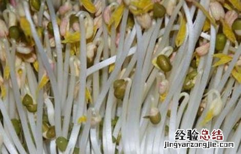 豆芽种植注意事项 种植豆芽的注意事项
