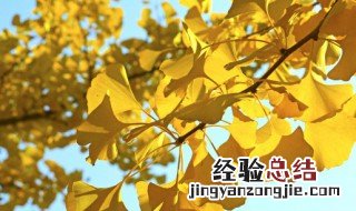 银杏叶片的功效与作用及食用方法乐哈健康网 银杏叶片的功效与作用及食用方法