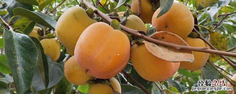 牛心柿子怎么去涩 牛心柿怎么脱涩