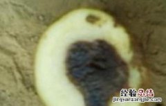 马铃薯黑心原因及防止措施 马铃薯黑心是什么原因