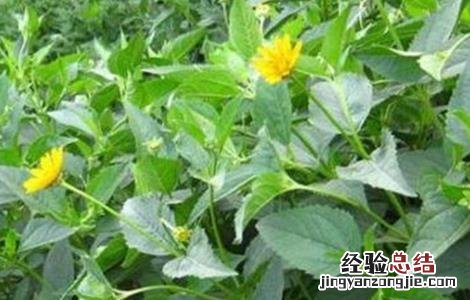 洋姜种植要點 洋姜种植要點是什么