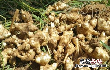 洋姜种植要點 洋姜种植要點是什么