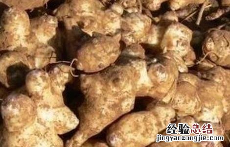 洋姜种植要點 洋姜种植要點是什么