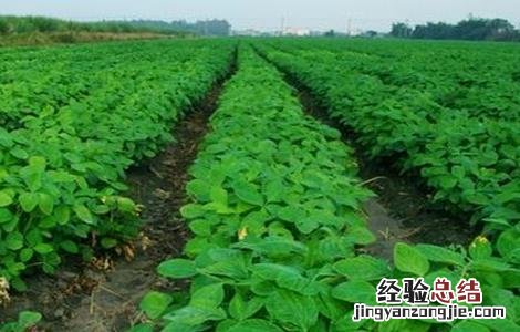 毛豆的高产栽培技術 毛豆的高产栽培技術有哪些
