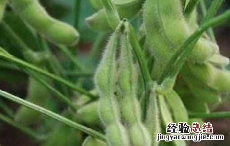 毛豆的高产栽培技術 毛豆的高产栽培技術有哪些