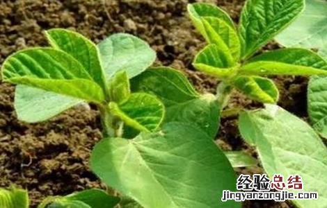 毛豆的高产栽培技術 毛豆的高产栽培技術有哪些