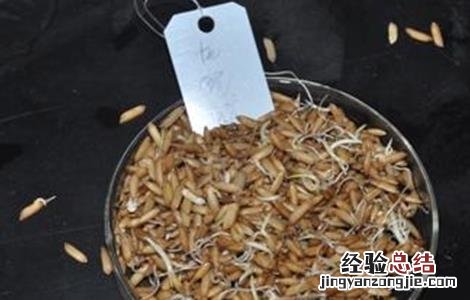 蔬菜种子催芽注意事项 蔬菜种子催芽注意事项有哪些