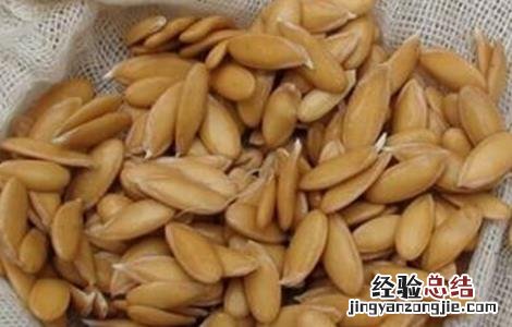 蔬菜种子催芽注意事项 蔬菜种子催芽注意事项有哪些