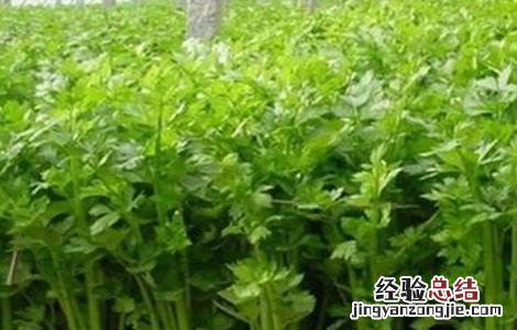 大棚芹菜常见施肥误区 大棚芹菜常见施肥误区是什么