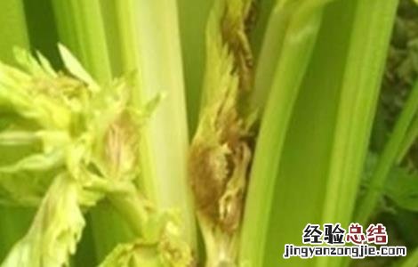 大棚芹菜常见施肥误区 大棚芹菜常见施肥误区是什么