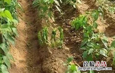 辣椒死苗的原因 如何防止辣椒移栽后死棵