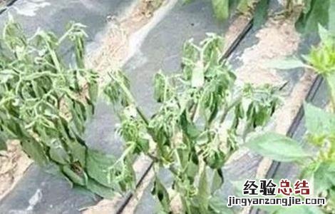 辣椒死苗的原因 如何防止辣椒移栽后死棵