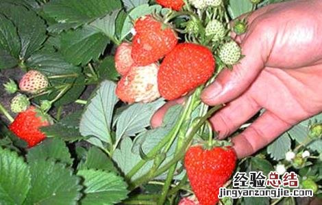 草莓花果期如何管理 草莓花果期的管理