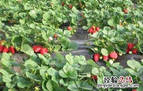 草莓花果期如何管理 草莓花果期的管理