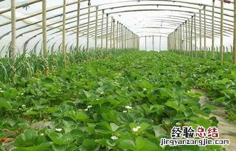 草莓花果期如何管理 草莓花果期的管理