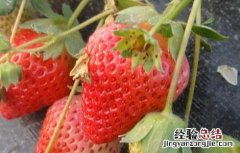 草莓花果期如何管理 草莓花果期的管理
