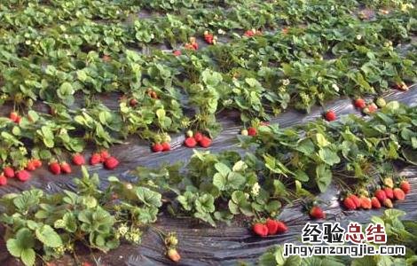 草莓花果期如何管理 草莓花果期的管理
