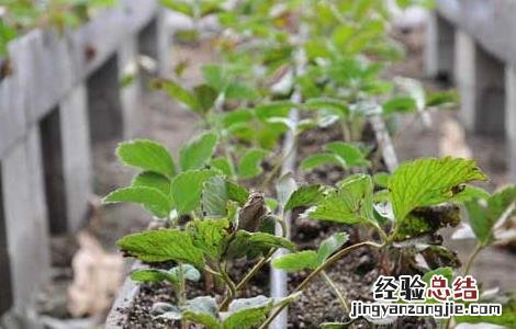 草莓花果期如何管理 草莓花果期的管理