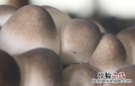草菇的栽培管理技术 草菇栽培技术要点