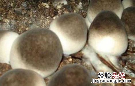 草菇的栽培管理技术 草菇栽培技术要点