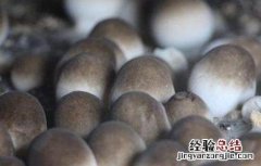 草菇的栽培管理技术 草菇栽培技术要点