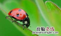 昆虫备忘录怎么做三年级下册 昆虫备忘录怎么做