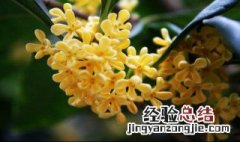 桂花的花季是什么时候 桂花花季节是什么时候