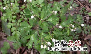 天葵的功效与作用及食用方法 紫背天葵的功效与作用及食用方法