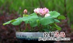 碗莲可以用沙子养吗 碗莲可以用沙子养吗怎么养