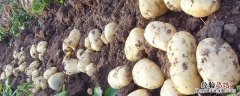 荷兰十五土豆品种介绍 荷兰十五土豆品种介绍^乁:植物大战僵