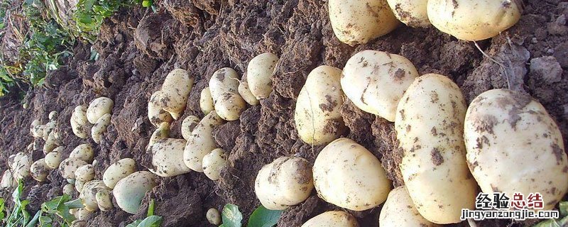 荷兰十五土豆品种介绍 荷兰十五土豆品种介绍^乁:植物大战僵